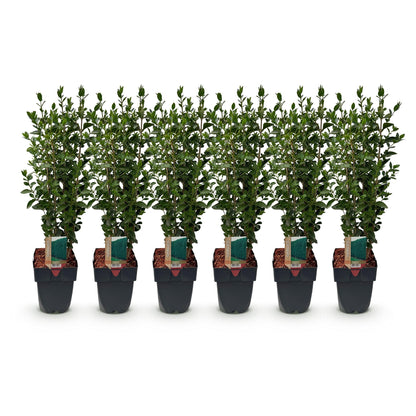 GreenboutiQ - Ligustrum ovalifolium Heckenpflanzen - 6 Pflanzen - Pflanzfix24.de - Pflanzfix24.de