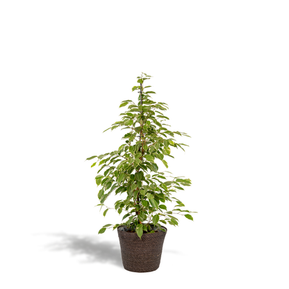 Ficus benjamina Goldenking - Ø21cm - ↕95cm + Korb Igmar - Pflanzfix24