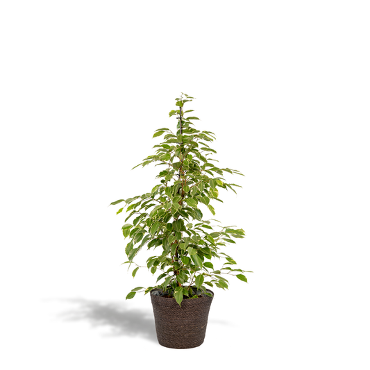 Ficus benjamina Goldenking - Ø21cm - ↕95cm + Korb Igmar - Pflanzfix24