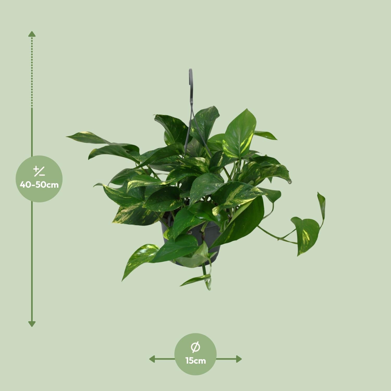 Scindapsus Epipremnum 45cm – Ø15cm Topf – Pflanzfix24.de - Pflanzfix24.de