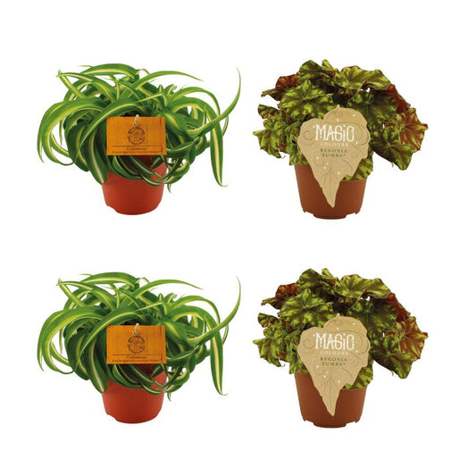 2x Chlorophytum Bonnie + 2x Begonia Rex Zumba - 4 Stück - Ø12cm - ↕20-25cm - Pflanzfix24