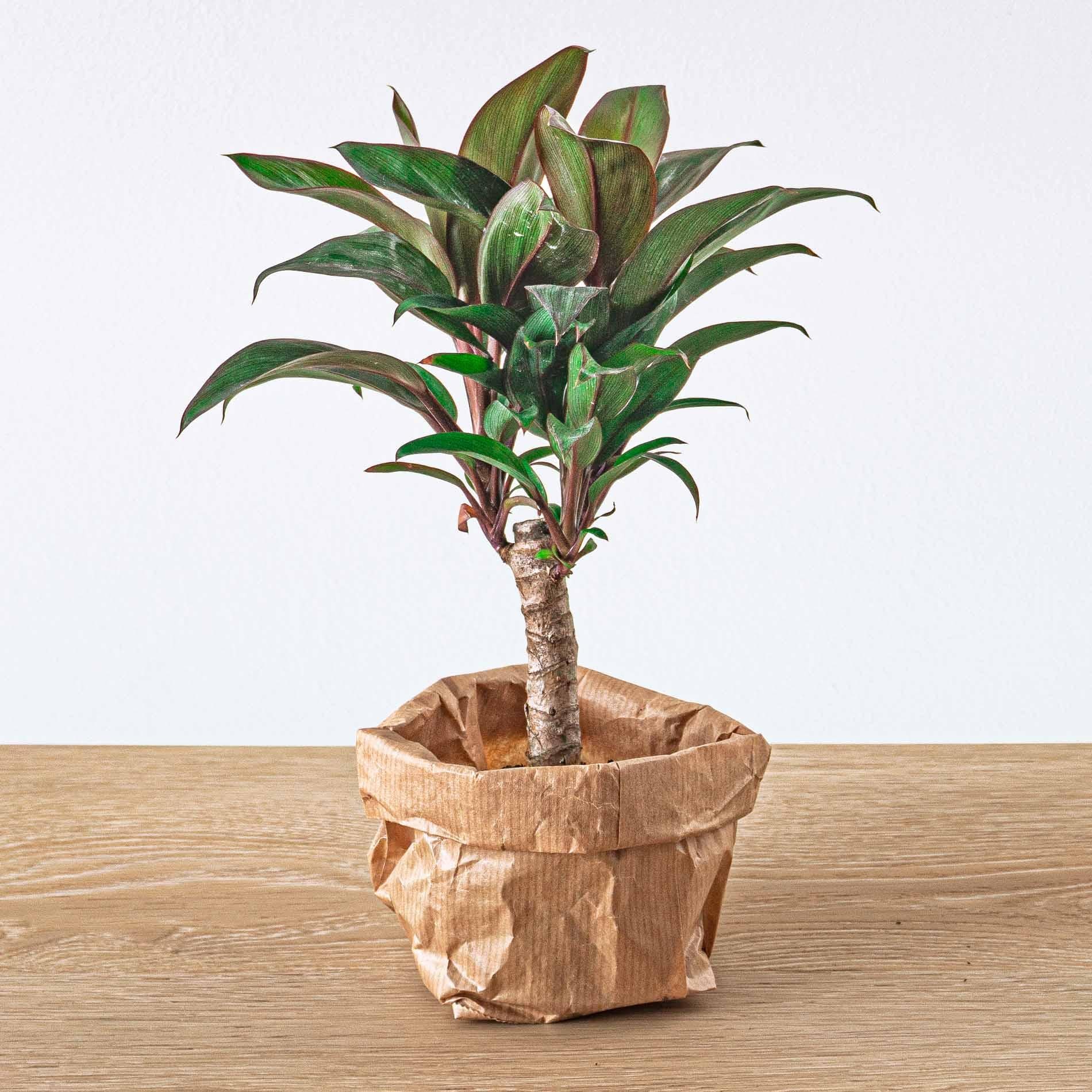 Terrarium-Set Jungle 5 – Coffea, Varen, Palm, Fittonia | Pflanzfix24.de - Pflanzfix24.de
