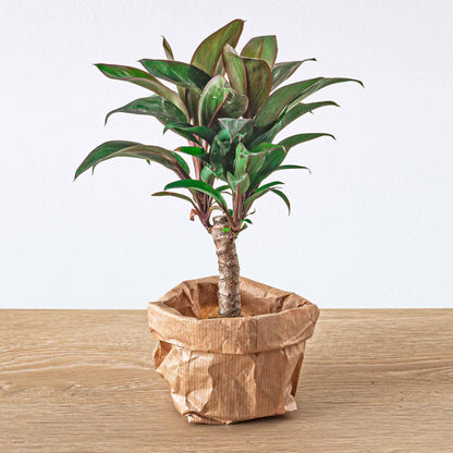 Terrarium-Set Jungle 5 – Coffea, Varen, Palm, Fittonia | Pflanzfix24.de - Pflanzfix24.de
