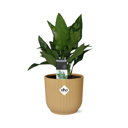 Aglaonema Maria in ELHO Vibes Fold 14cm geel - Pflanzfix24