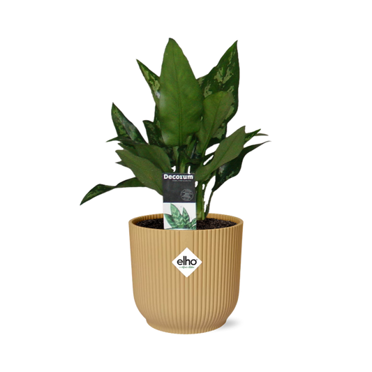 Aglaonema Maria in ELHO Vibes Fold 14cm geel - Pflanzfix24