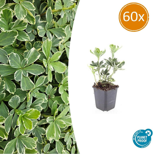 Pachysandra terminalis 'Variegata' - 10-25cm - Ø9cm - Pflanzfix24.de - Pflanzfix24.de