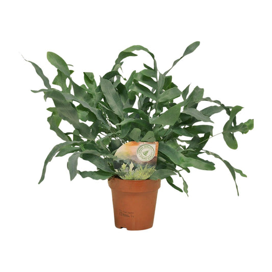 Phlebodium Blue Star 35cm Ø12cm – Zimmerpflanze | Pflanzfix24.de - Pflanzfix24.de