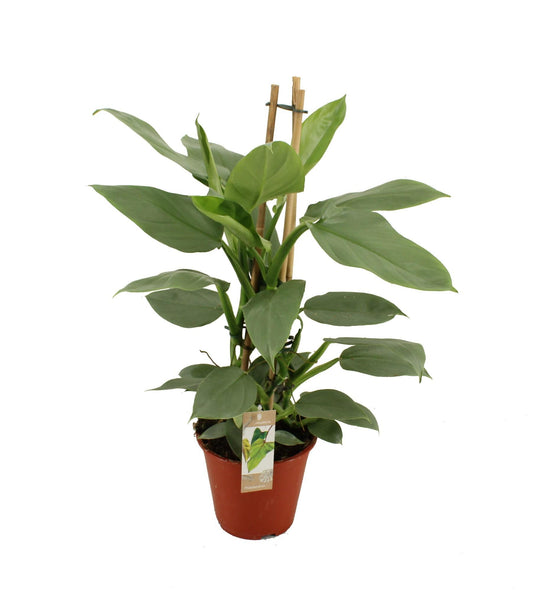 Philodendron Grey - Ø19 ↕75 - Pflanzfix24