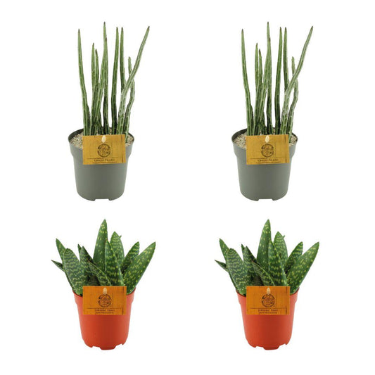 Aloe Paradisicum & Senecio Stapeliaeformis Set - 4 Stück - Ø10.5cm - Pflanzfix24