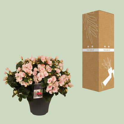 Begonia Betulia''light'' Licht Rose Decorum - Pflanzfix24