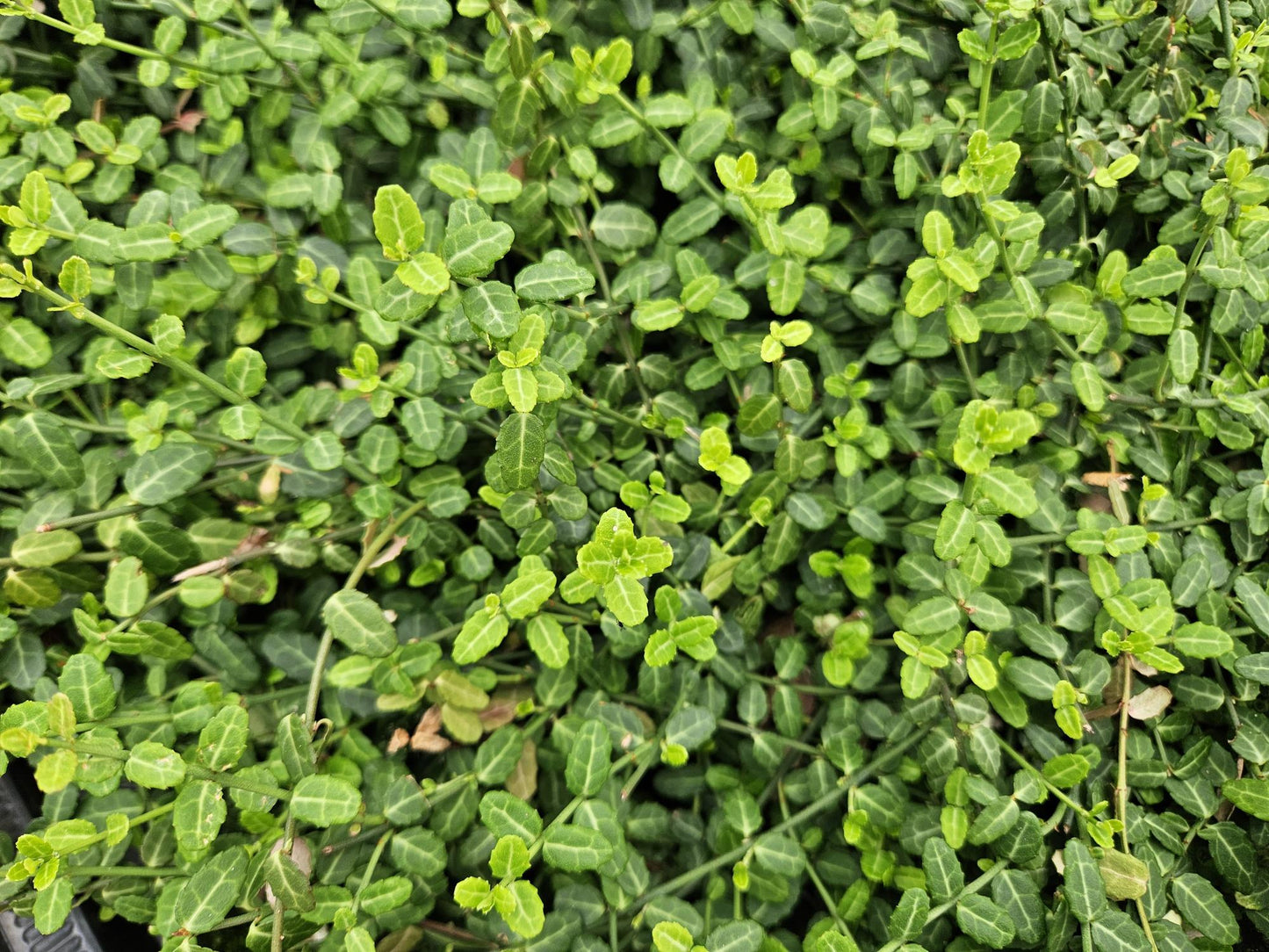 24x Euonymus fort. 'Minimus' - Pflanzfix24