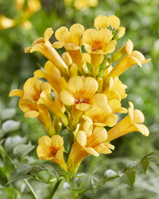 2x - Campsis Summer Jazz 'Gold Trumpet' - Pflanzfix24