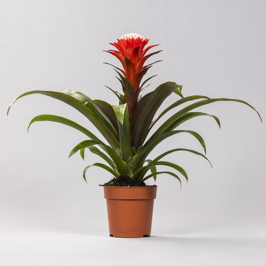 Guzmania Hope - Ø12 ↕40 bei Pflanzfix24.de - Pflanzfix24.de