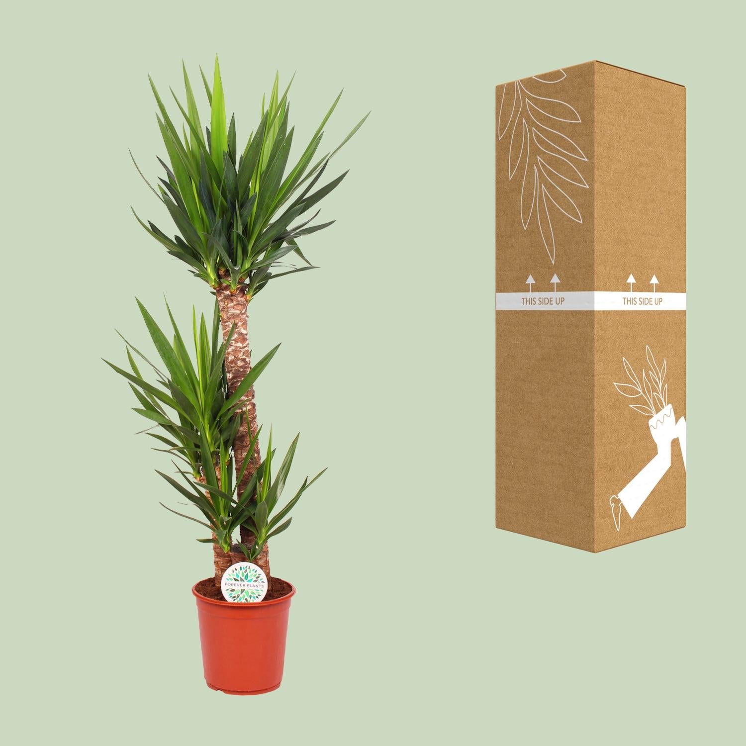 Yucca Elephantipes 125cm Ø24cm – Zimmerpflanze | Pflanzfix24.de - Pflanzfix24.de