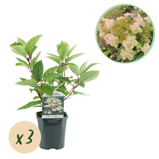 Pflanzfix24 - Rispenhortensie Wims Red - 3 Pflanzen - 1 m2