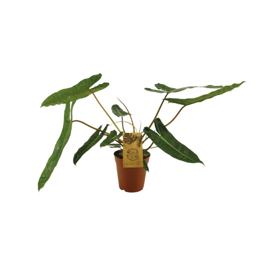 Philodendron Billetiae - Ø15cm - ↕50cm - Pflanzfix24