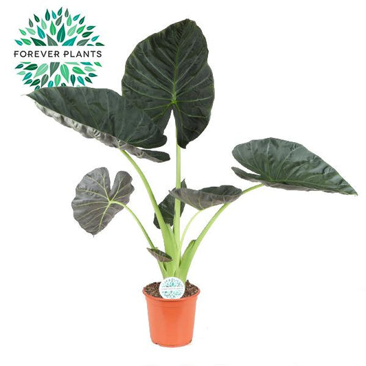 Alocasia Regal Shield - Pflanzfix24