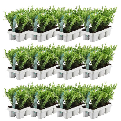 12x Ilex crenata 'Jenny' 15cm – Immergrüne Stechpalme | Pflanzfix24.de - Pflanzfix24.de