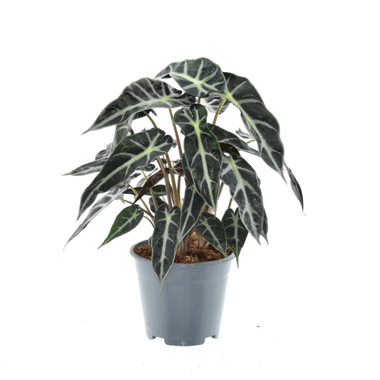 Alocasia Bambino Arrow - Ø14cm - ↕40cm bei Pflanzfix24