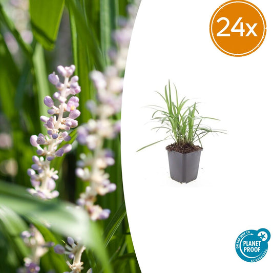 24x Liriope muscari 'Moneymaker' - ↕10-25cm - Ø9cm - Pflanzfix24