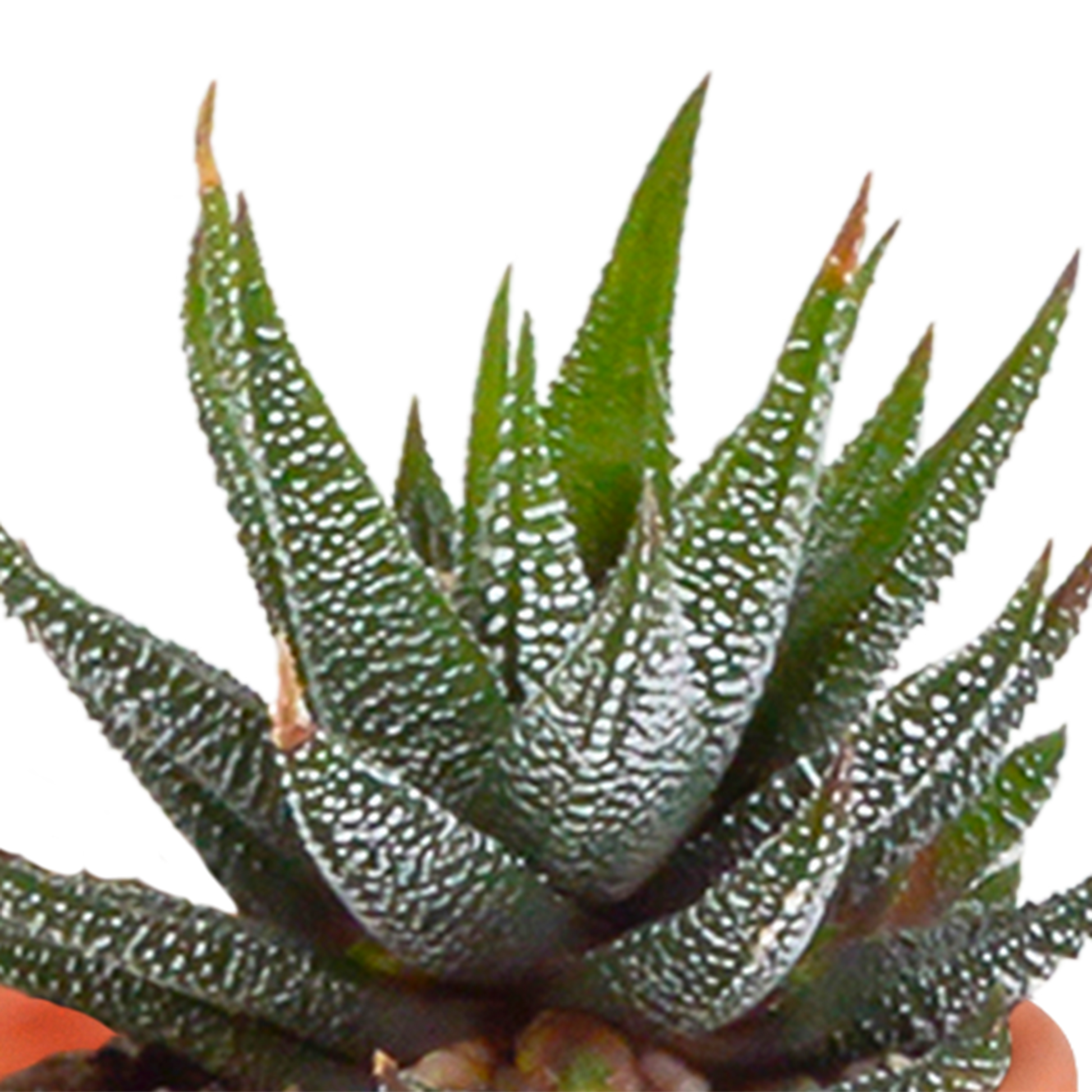 Cactus en vetplanten Mischung 5,5 cm | 15 stück - in Mexicaanse pot - Pflanzfix24.de - Pflanzfix24.de
