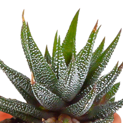 Cactus en vetplanten Mischung 5,5 cm | 15 stück - in Mexicaanse pot - Pflanzfix24.de - Pflanzfix24.de