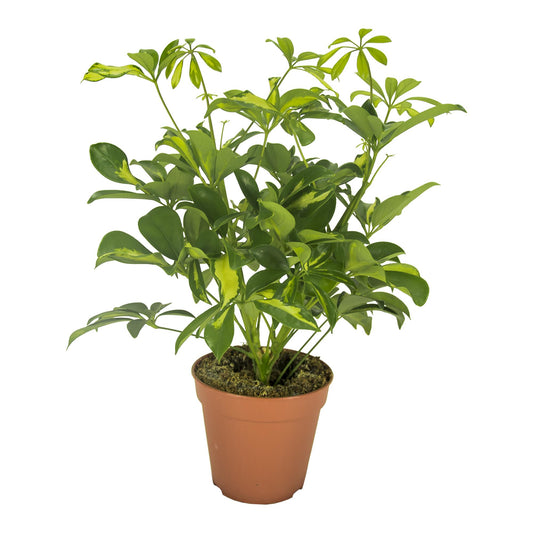 Schefflera Gerda Ø13cm, 35cm | Elegante Zimmerpflanze | Pflanzfix24