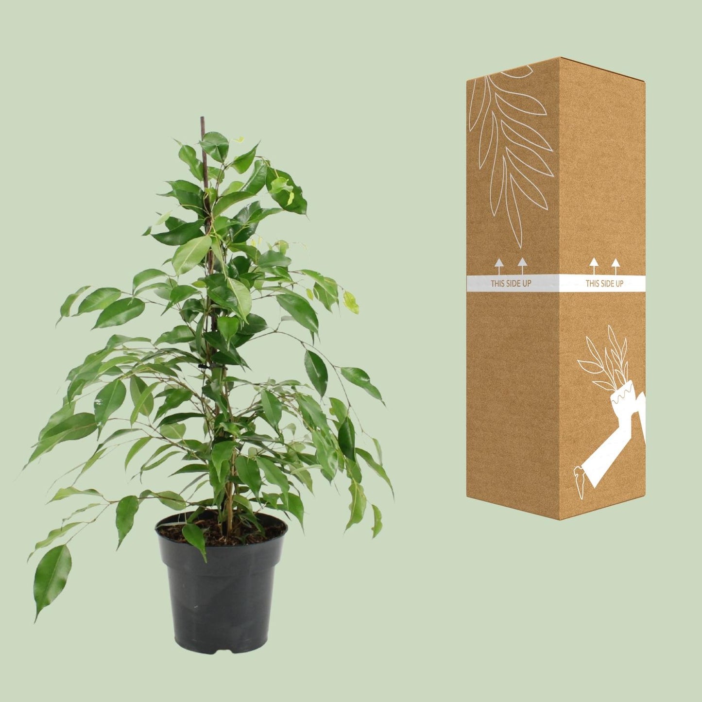 Ficus Benjamina Danita - Ø17cm - ↕70cm - Pflanzfix24