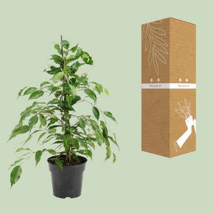 Ficus Benjamina Danita - Ø17cm - ↕70cm - Pflanzfix24