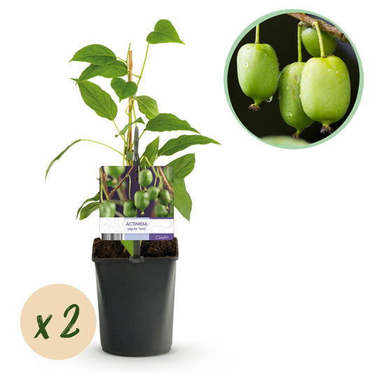 Pflanzfix24 - Kiwi - Actinidia arguta Issai - Grüne Frucht - 2 Pflanzen - Topf 11cm Höhe 40cm