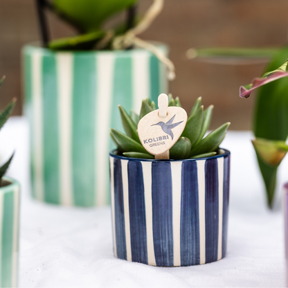 Kolibri Orchids Set | Orchidee Lima & Sukkulenten - Pflanzfix24