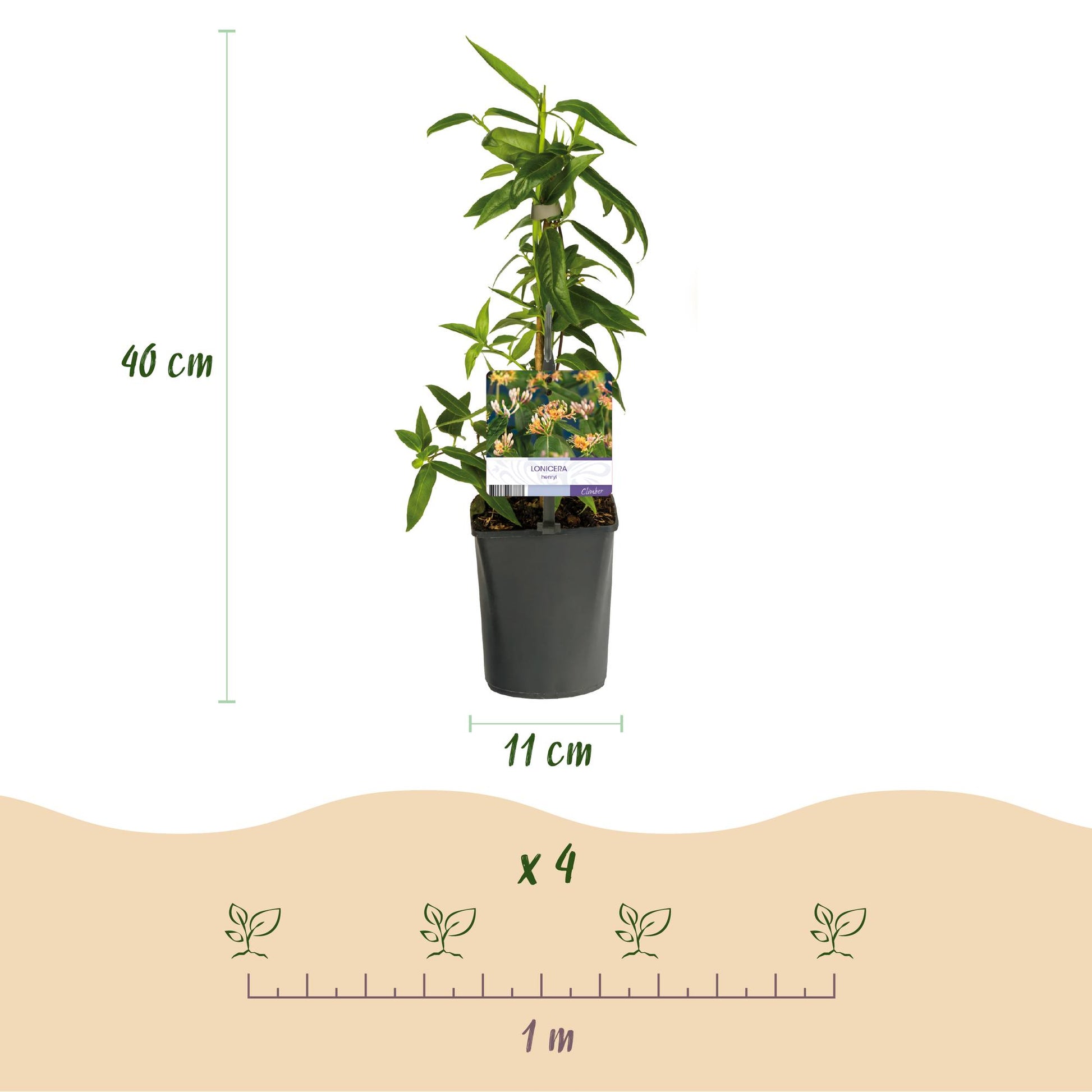 Pflanzfix24.de - Geißblatt - Lonicera henryi - Blüte Rosa - 2 Pflanzen - Topf 11cm - Pflanzfix24.de