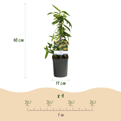 Pflanzfix24.de - Geißblatt - Lonicera henryi - Blüte Rosa - 2 Pflanzen - Topf 11cm - Pflanzfix24.de