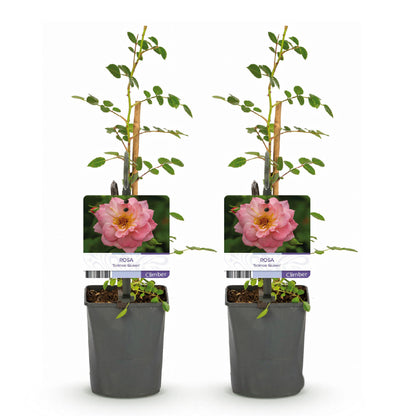 pflanzfix24 - Kletterrose 'Salmon Queen' - 2 Pflanzen