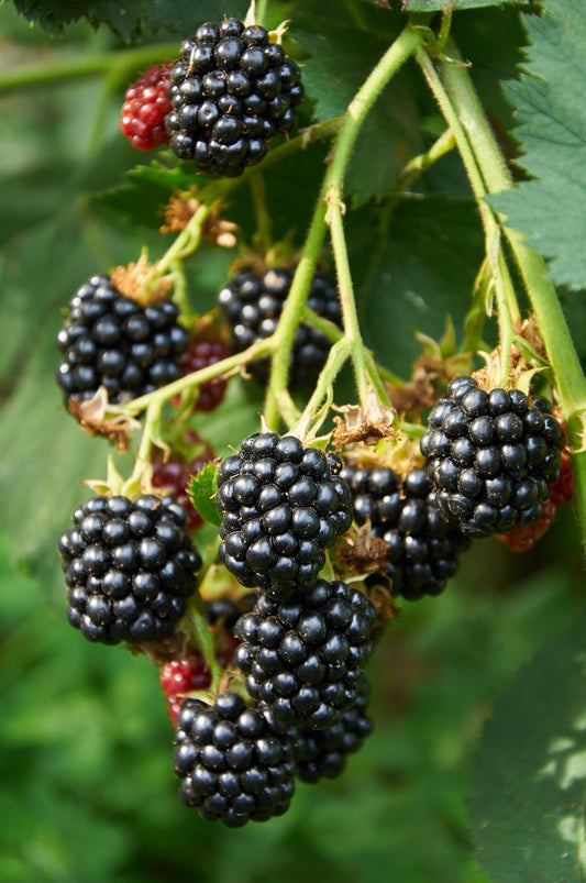 3x - Rubus mix - ↨45cm - Ø13 - Pflanzfix24