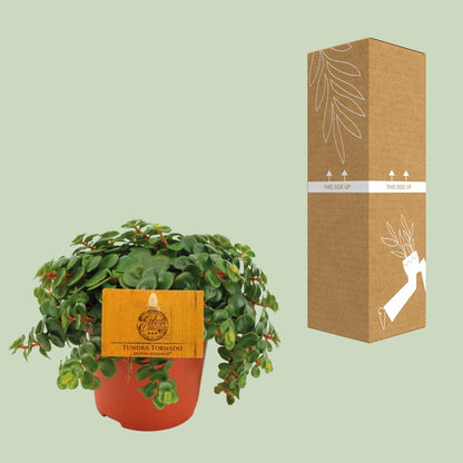 Sedum Tornado 15 cm im Topf Ø11 cm – Fetthenne von Pflanzfix24