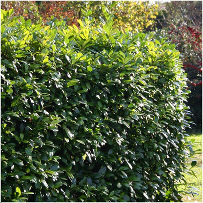 Pflanzfix24 - 1m Kirschlorbeer Hecke - Prunus laurocerasus 'Rotundifolia'