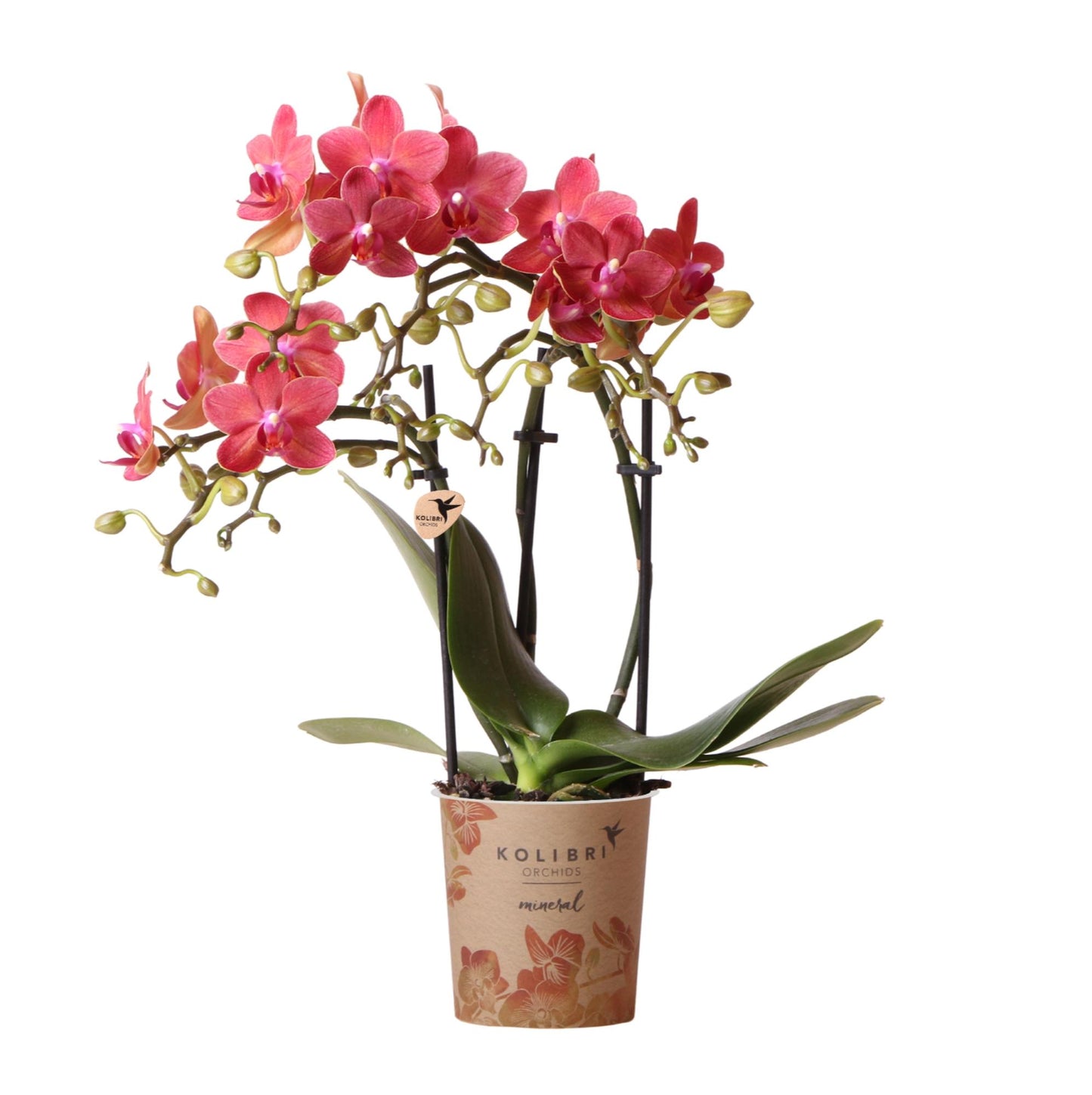 Rote Orchidee Congo Ø9 cm – Pflanzfix24.de - Pflanzfix24.de
