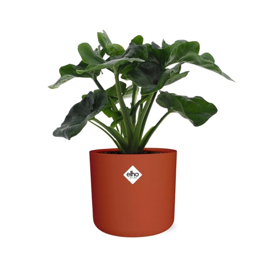 Philodendron Atom in ELHO b.for soft rond 14cm brique - Pflanzfix24