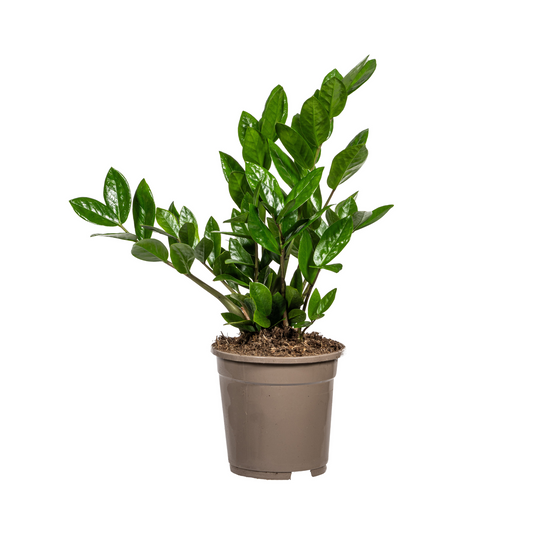 Zamioculcas Zamiifolia 40-50 cm – ZZ Pflanze von Pflanzfix24.de - Pflanzfix24.de