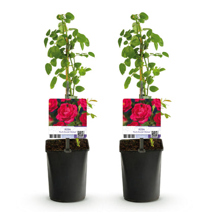 Pflanzfix24 - Kletterrose - Rosa Paul Scarlet Climber - Blüte Rot - 2er Set - Topf 11cm