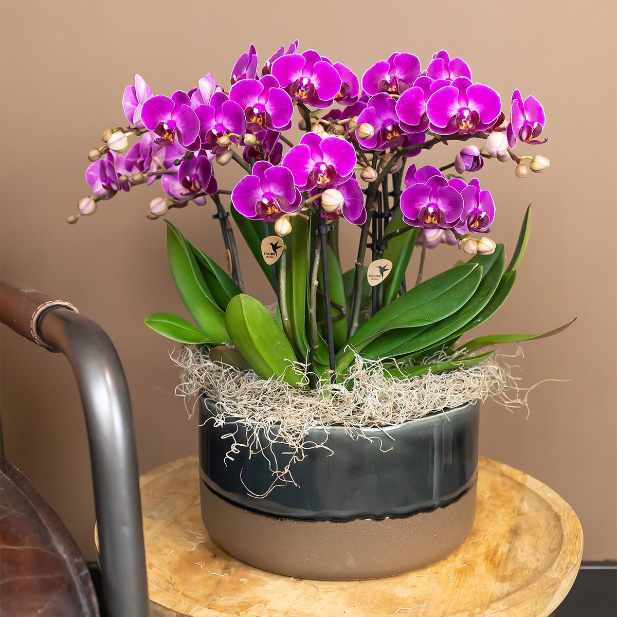 Phalaenopsis Orchidee 'Morelia' Lila Ø9cm | blühende Zimmerpflanze | Pflanzfix24.de - Pflanzfix24.de