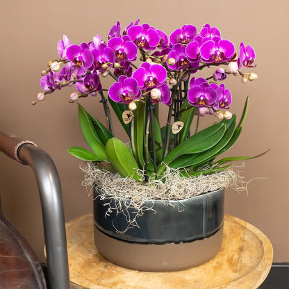 Phalaenopsis Orchidee 'Morelia' Lila Ø9cm | blühende Zimmerpflanze | Pflanzfix24.de - Pflanzfix24.de