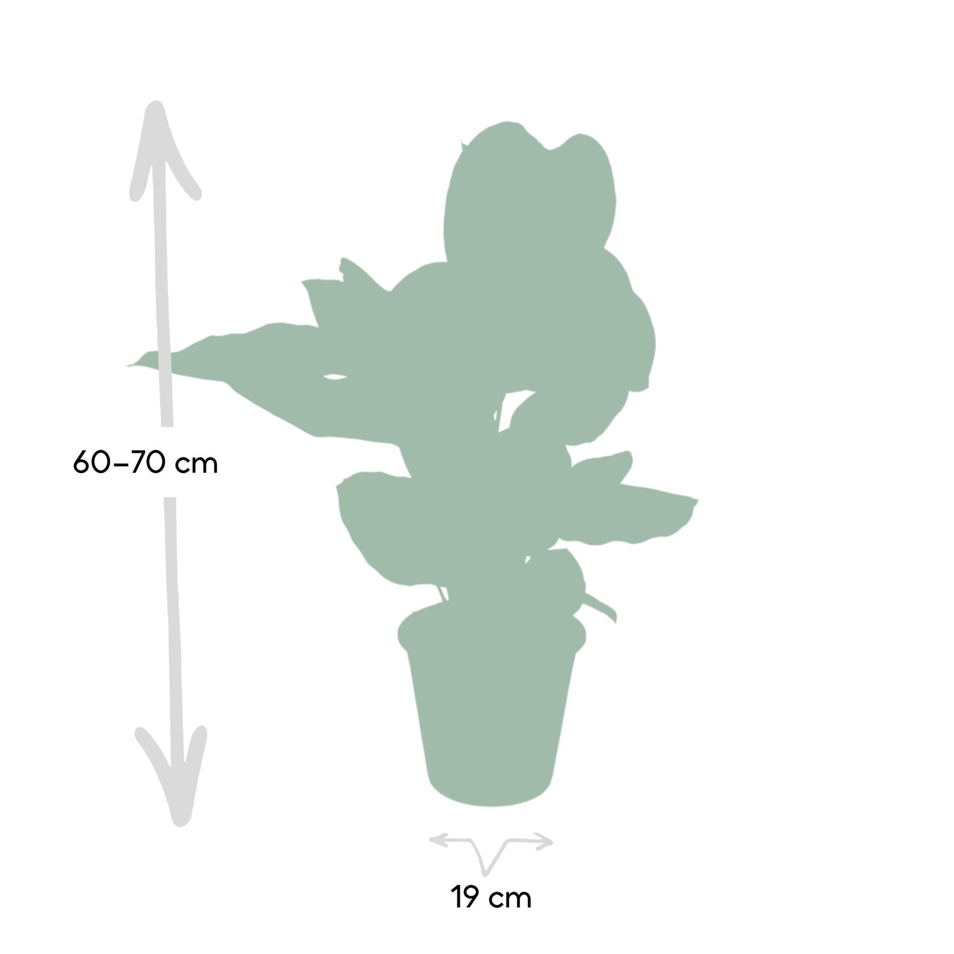 Calathea Ornata - Ø19cm - ↕75cm bei Pflanzfix24.de - Pflanzfix24.de