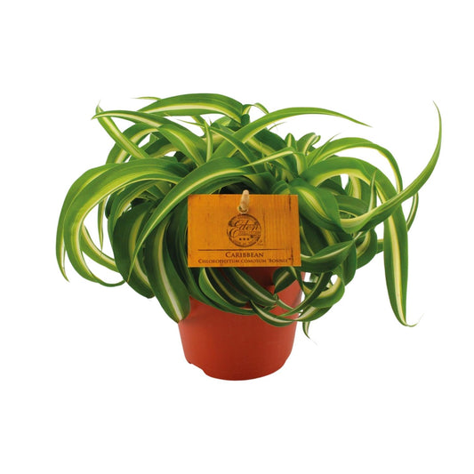 Chlorophytum Bonnie - Ø12cm - ↕20cm - Pflanzfix24