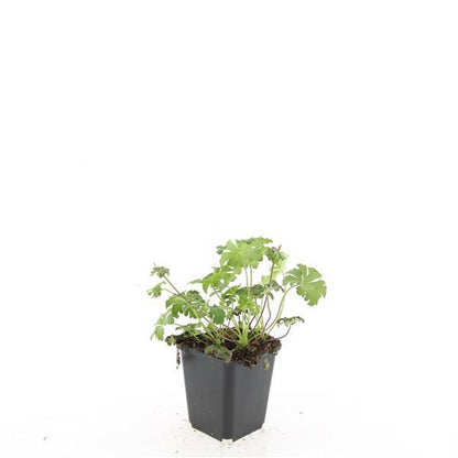 48x Geranium cant. 'Cambridge' - ↕10-25cm - Ø9cm - Pflanzfix24