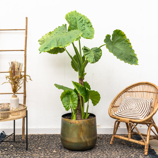 Alocasia Portodora enkele stam - 180cm - Pflanzfix24.de - Pflanzfix24.de
