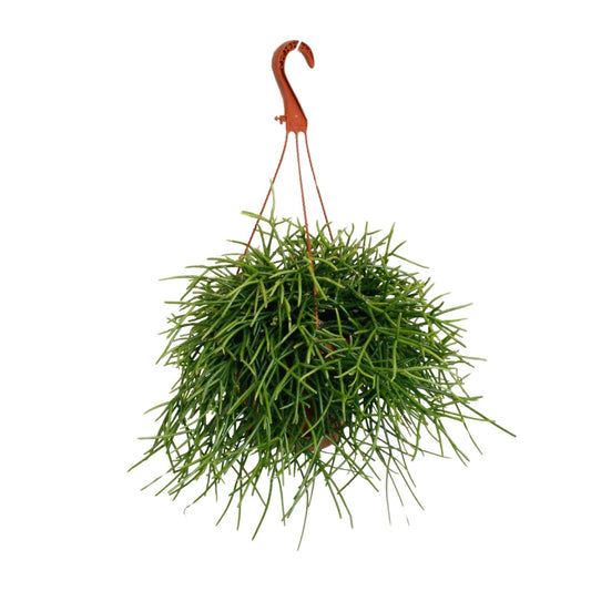 Rhipsalis Pulchra - Ø17cm - ↕45cm bei Pflanzfix24