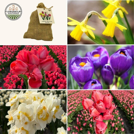 Blumenzwiebeln Amsterdam - Medium Lasting Wild Mix - 50er Pack - Pflanzfix24