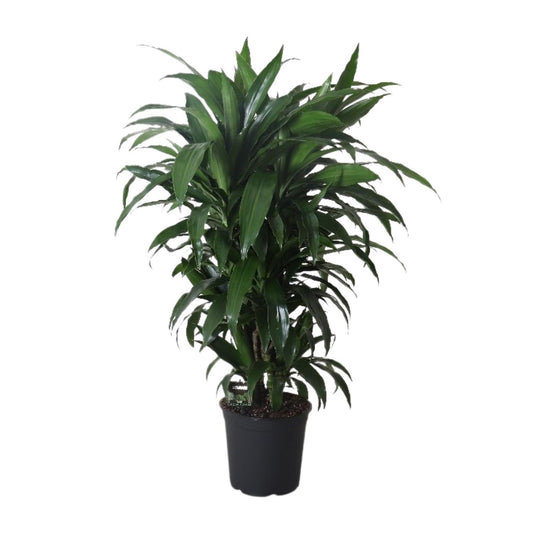Dracaena Frag. Janet Craig - Ø27cm - ↕120cm - Pflanzfix24